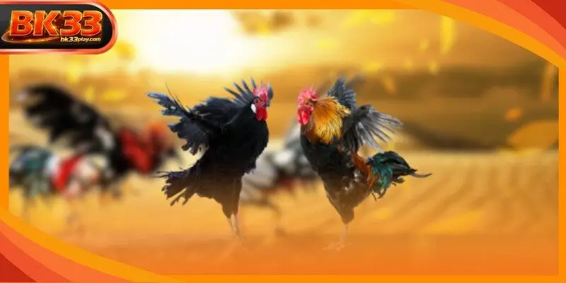 Winning cockfight strategies