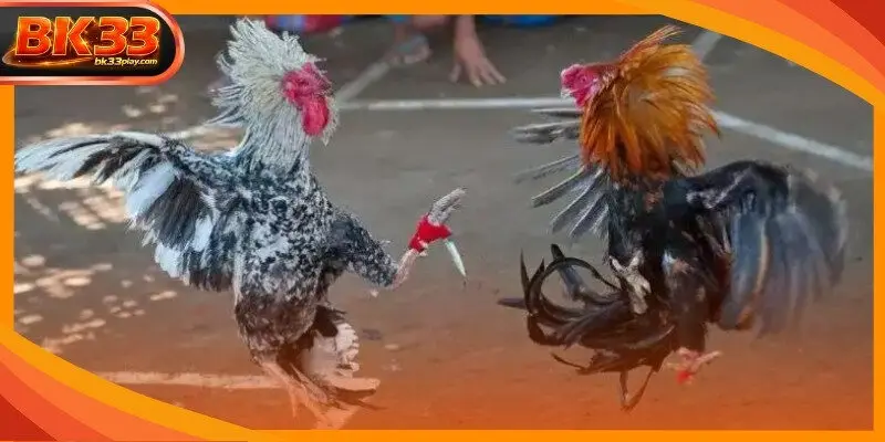 Observing the alertness of the bird ensures a better prediction