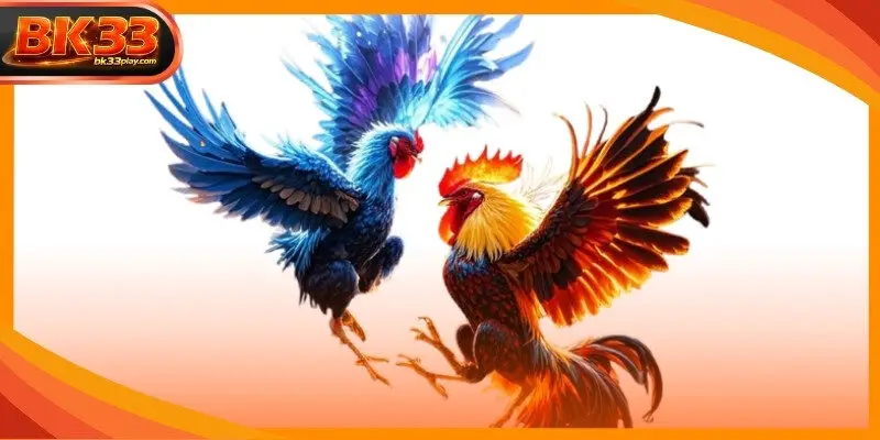 Experts analyze the physical traits of roosters before placing wagers
